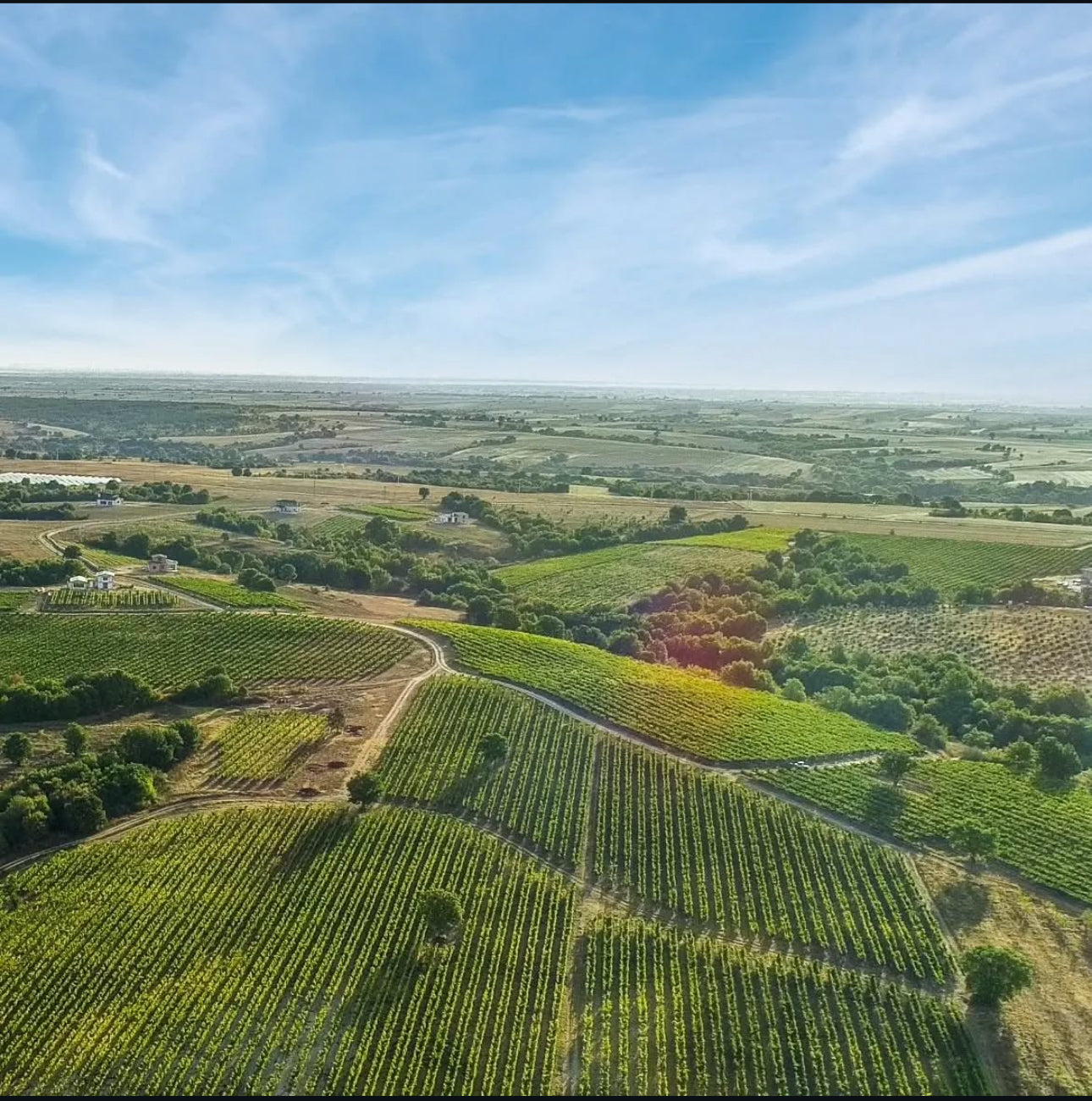 Wine Tasting & Vineyard Walk - Arcadia Vineyards