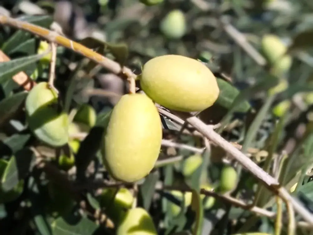 Olive Oil Experience – Lefkada Micro Farm
