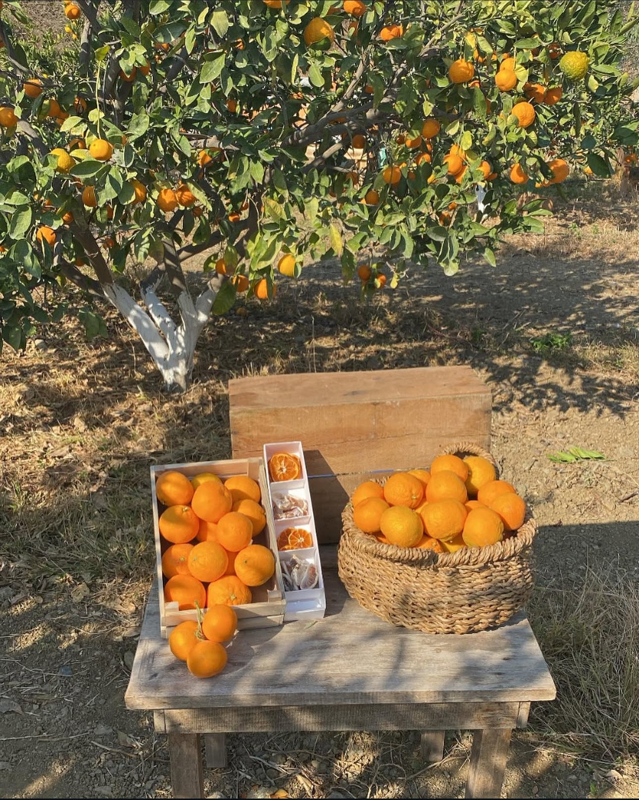 Mandarin Farm Tour - The7 farm