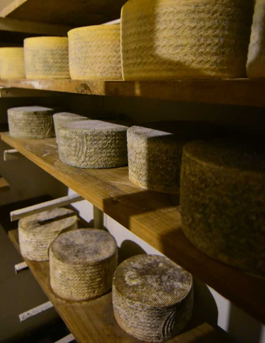 Artisan Cheese & Organic Farm Experience – La Vigna Láctea