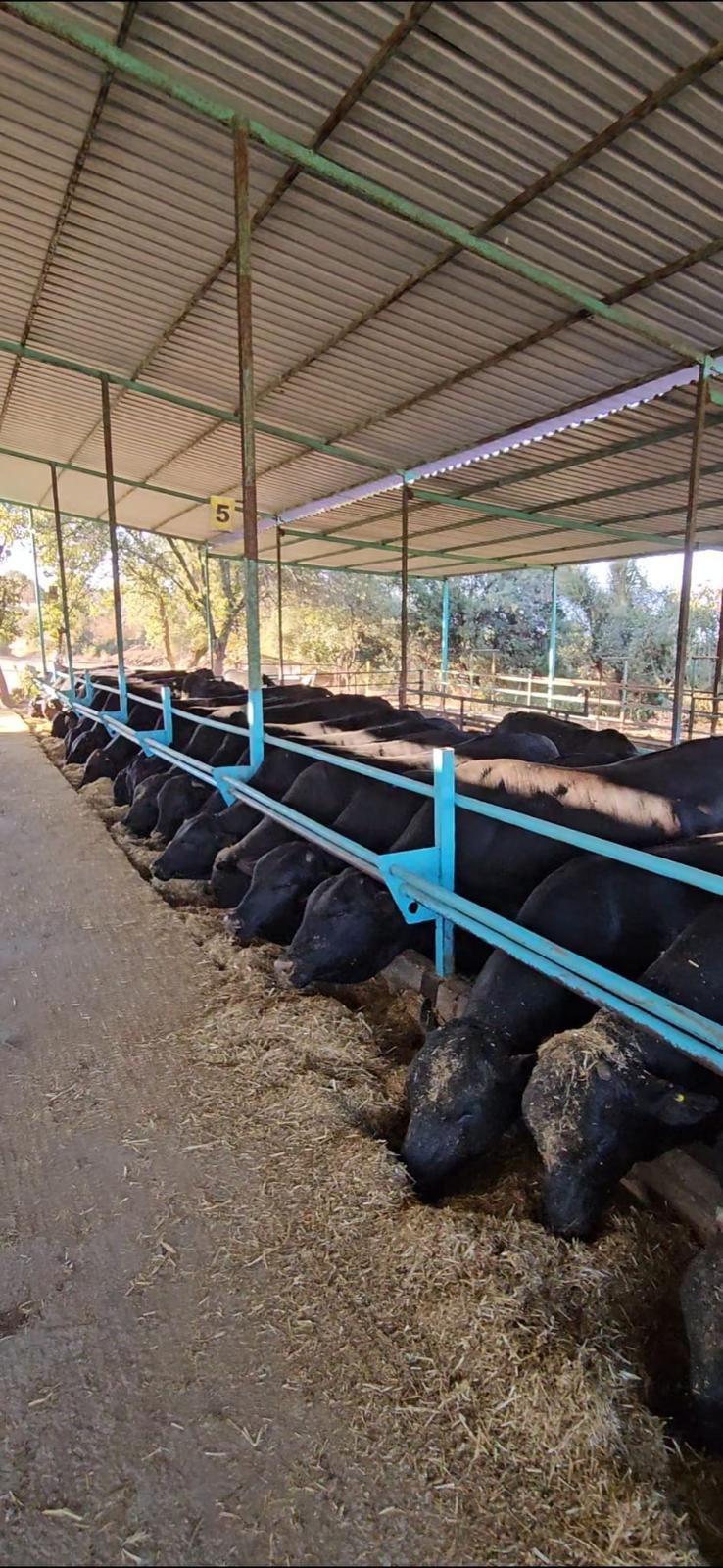 Beef Cattle Farm Tour – Natural Calf Rearing Experience