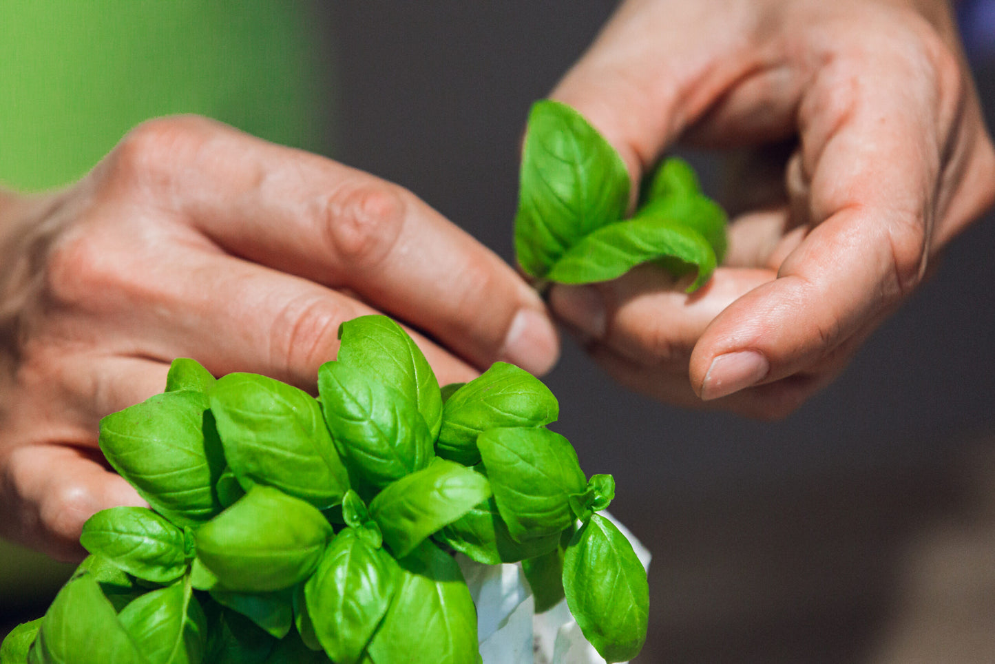 Emotional Pesto Experience in a Historic Genoese Palace