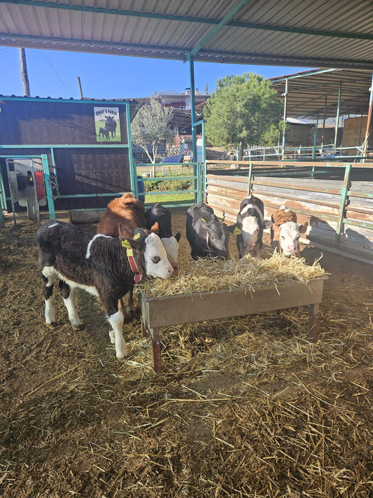 Natural Beef Cattle Farming in Turkey: Visiting a Traditional Calf Rearing Farm