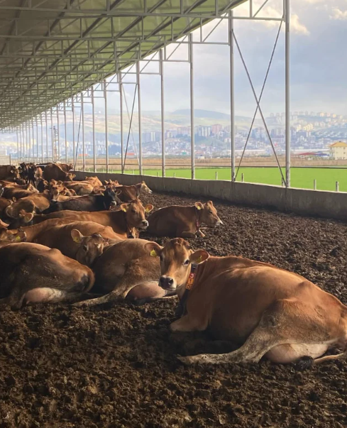 Robotic Dairy Farm Visits in Turkey: HCM Farm and Malkoç Farm