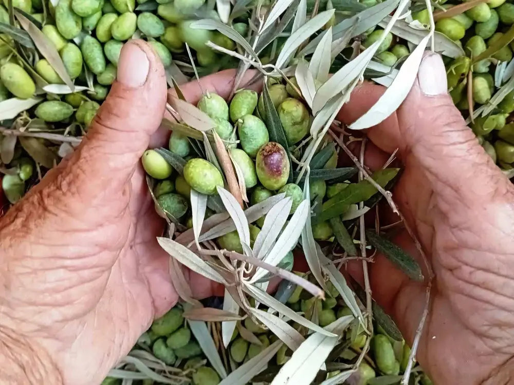 Olive Oil Experience – Lefkada Micro Farm