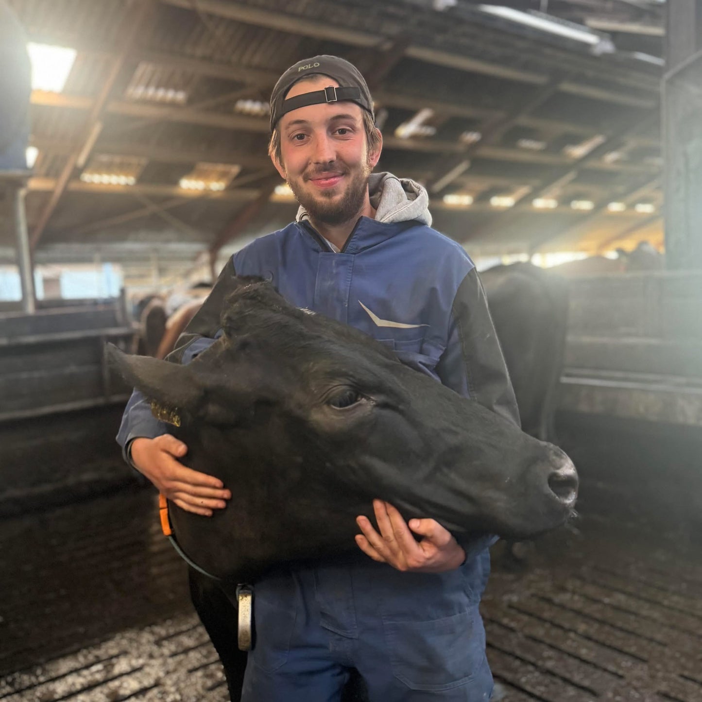 Organic Robotic Dairy Farm Tour - Nijstad Farm
