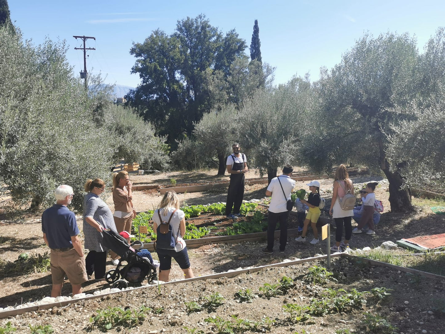 Olive Oil Experience – Lefkada Micro Farm