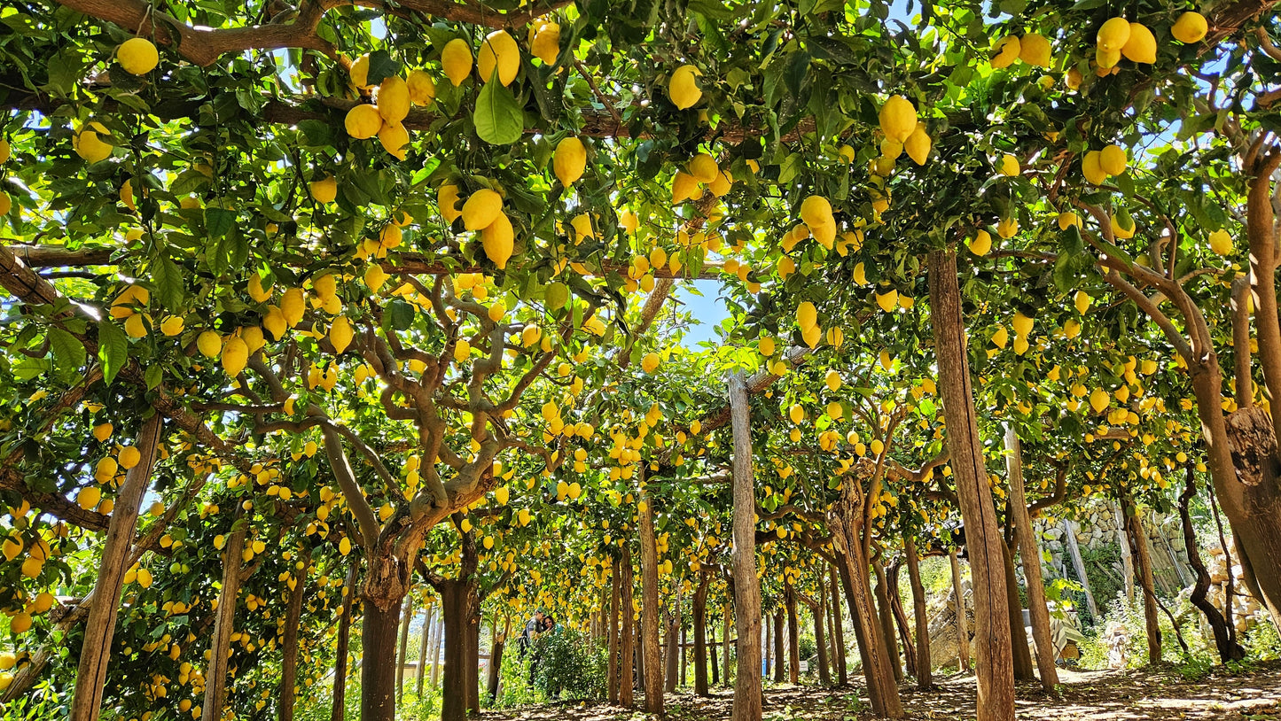 Lemon Tour on the PATH OF LEMONS with tasting - AGRICOLA RUOCCO'S