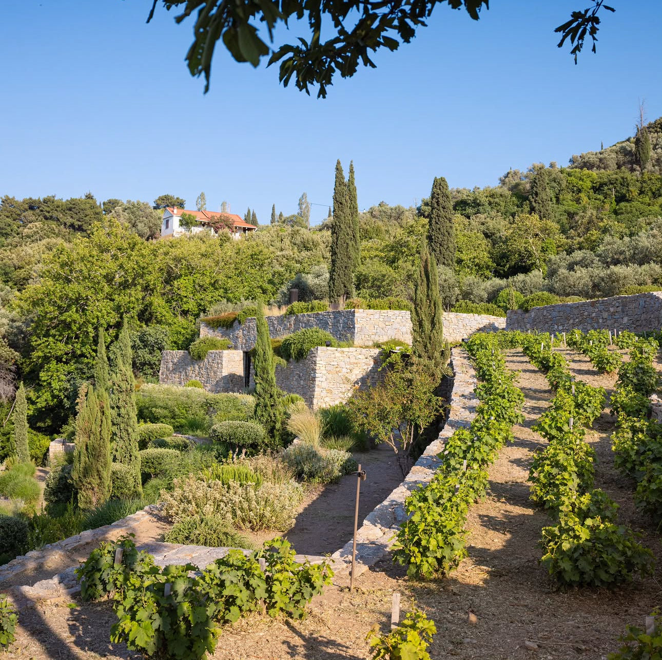 METAXA Signature Tasting Experience in Samos