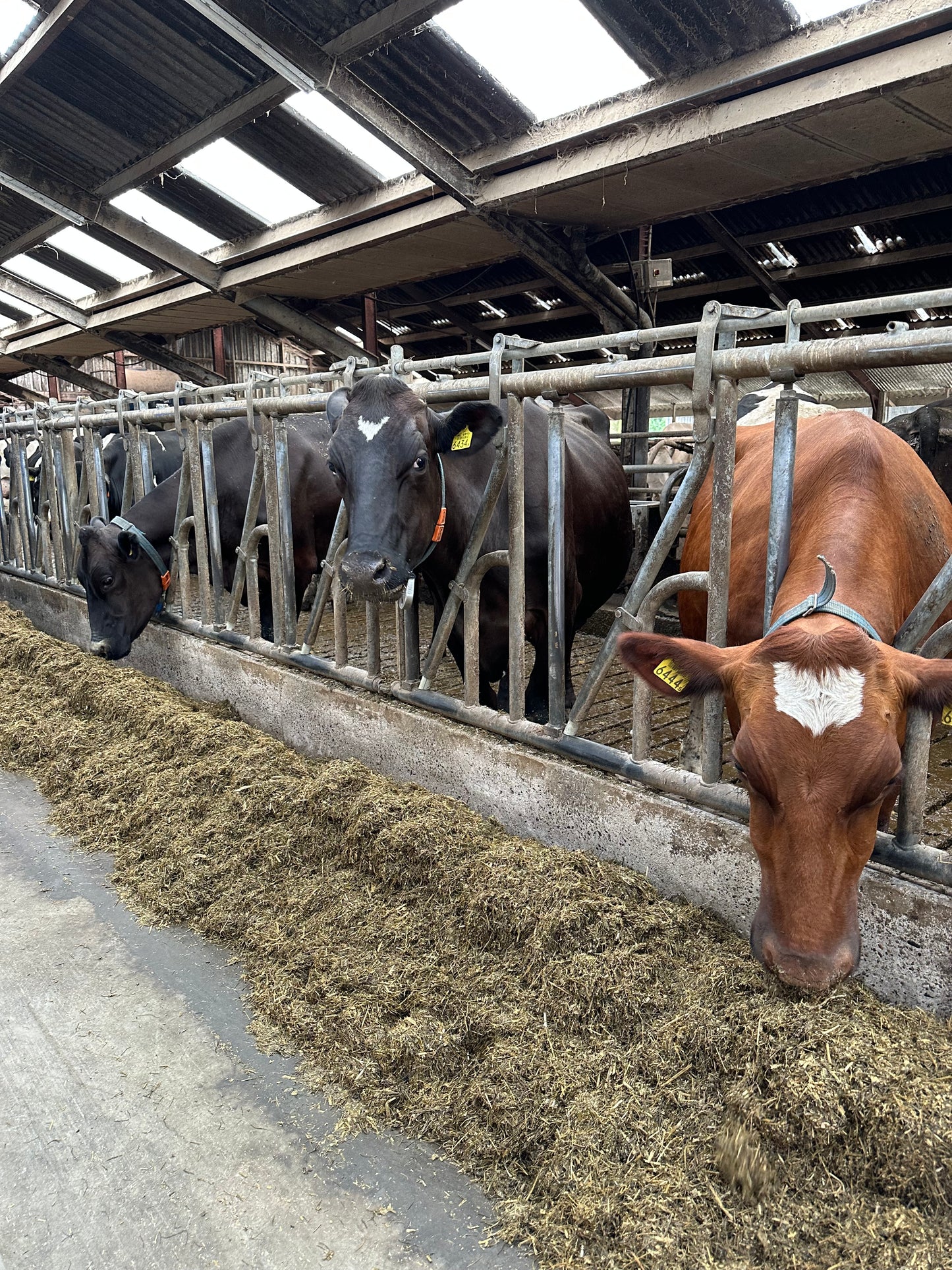Organic Robotic Dairy Farm Tour - Nijstad Farm