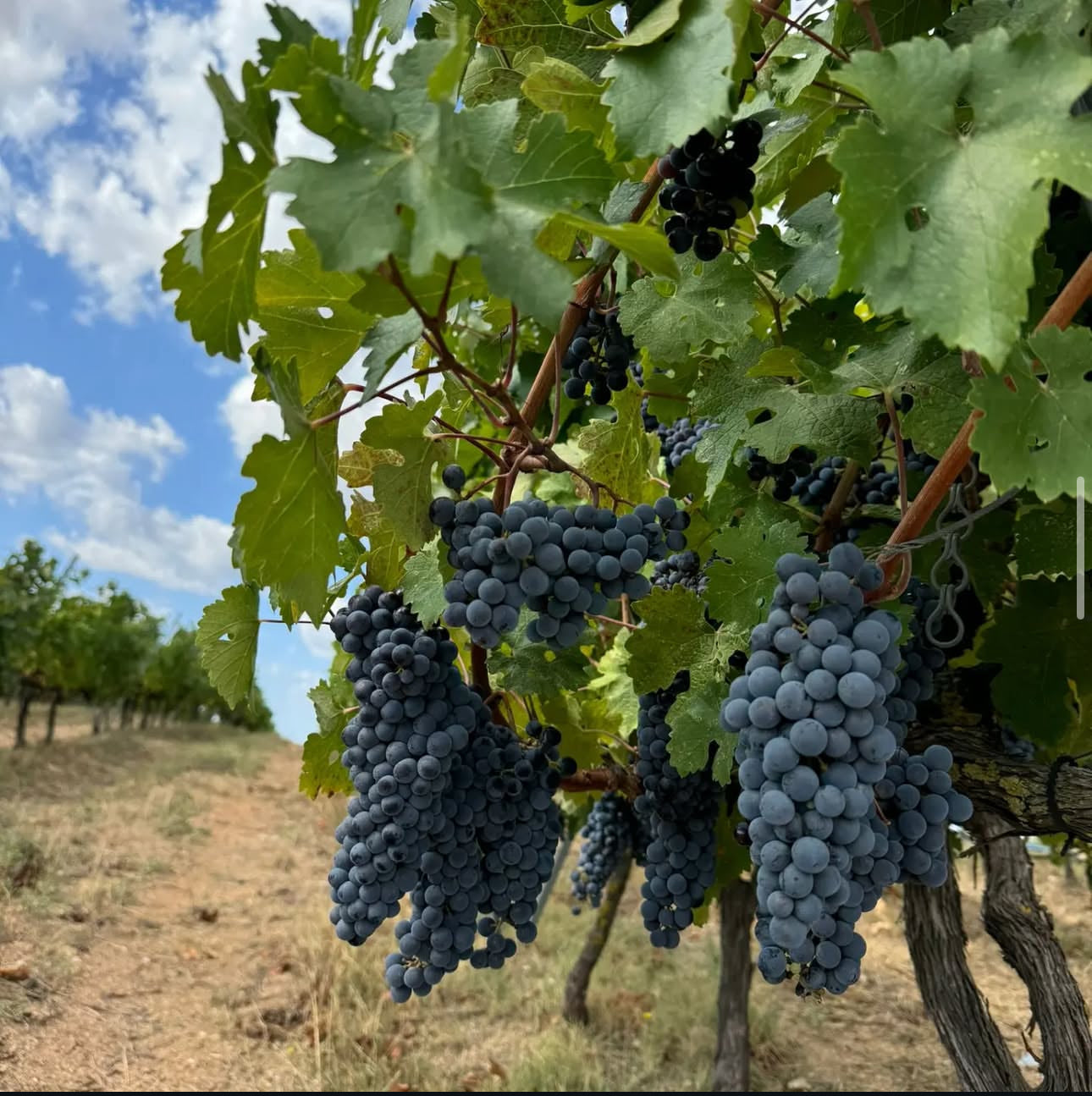 Wine Tasting & Vineyard Walk - Arcadia Vineyards