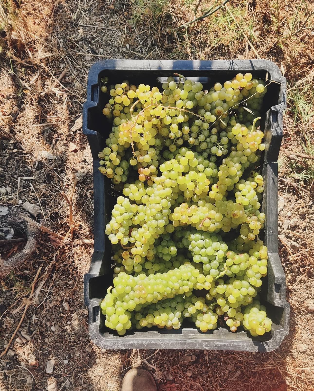 Organic Wine Tasting at Samos – Kostaki Winery
