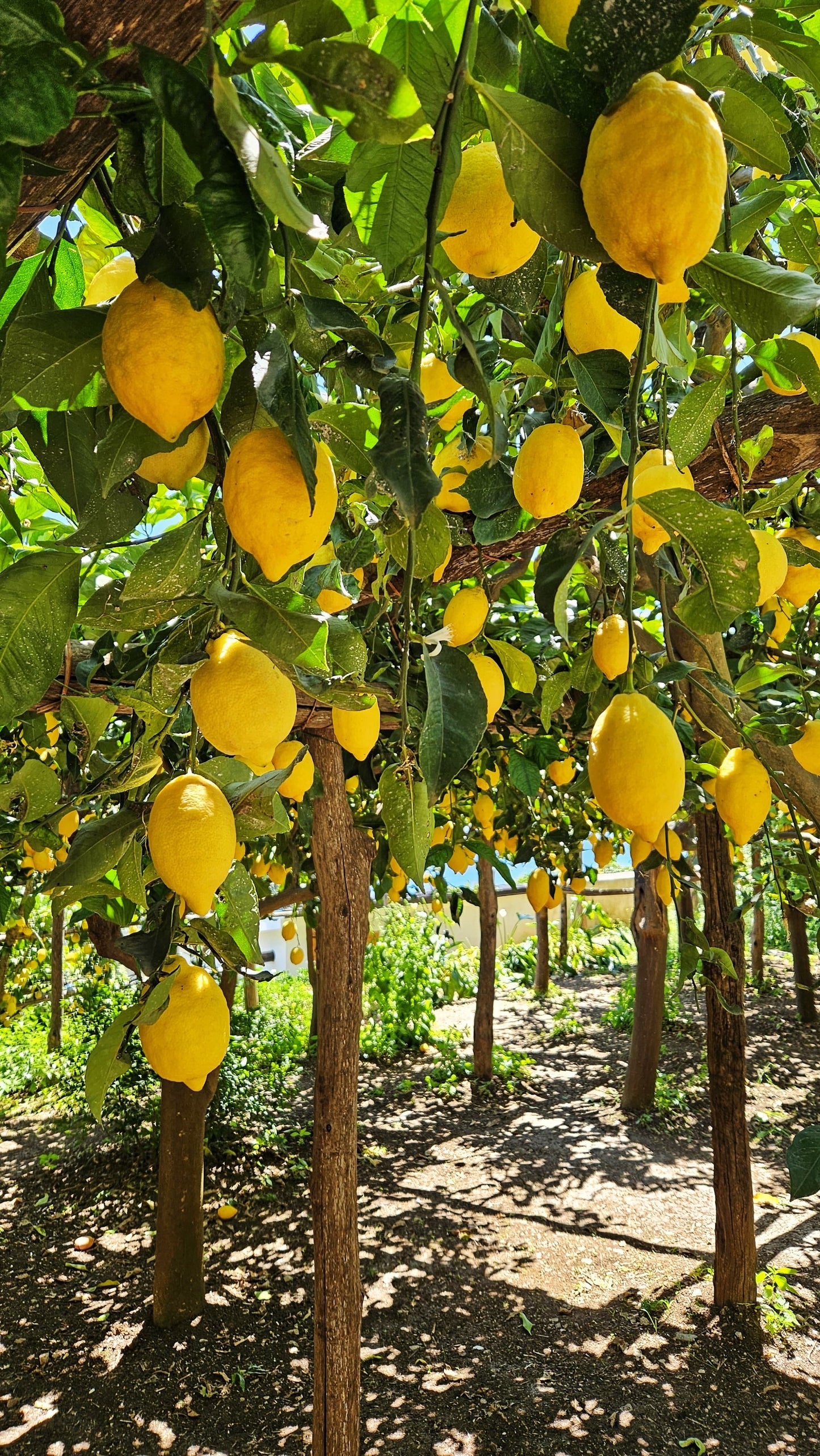 Lemon Tour on the PATH OF LEMONS with tasting - AGRICOLA RUOCCO'S