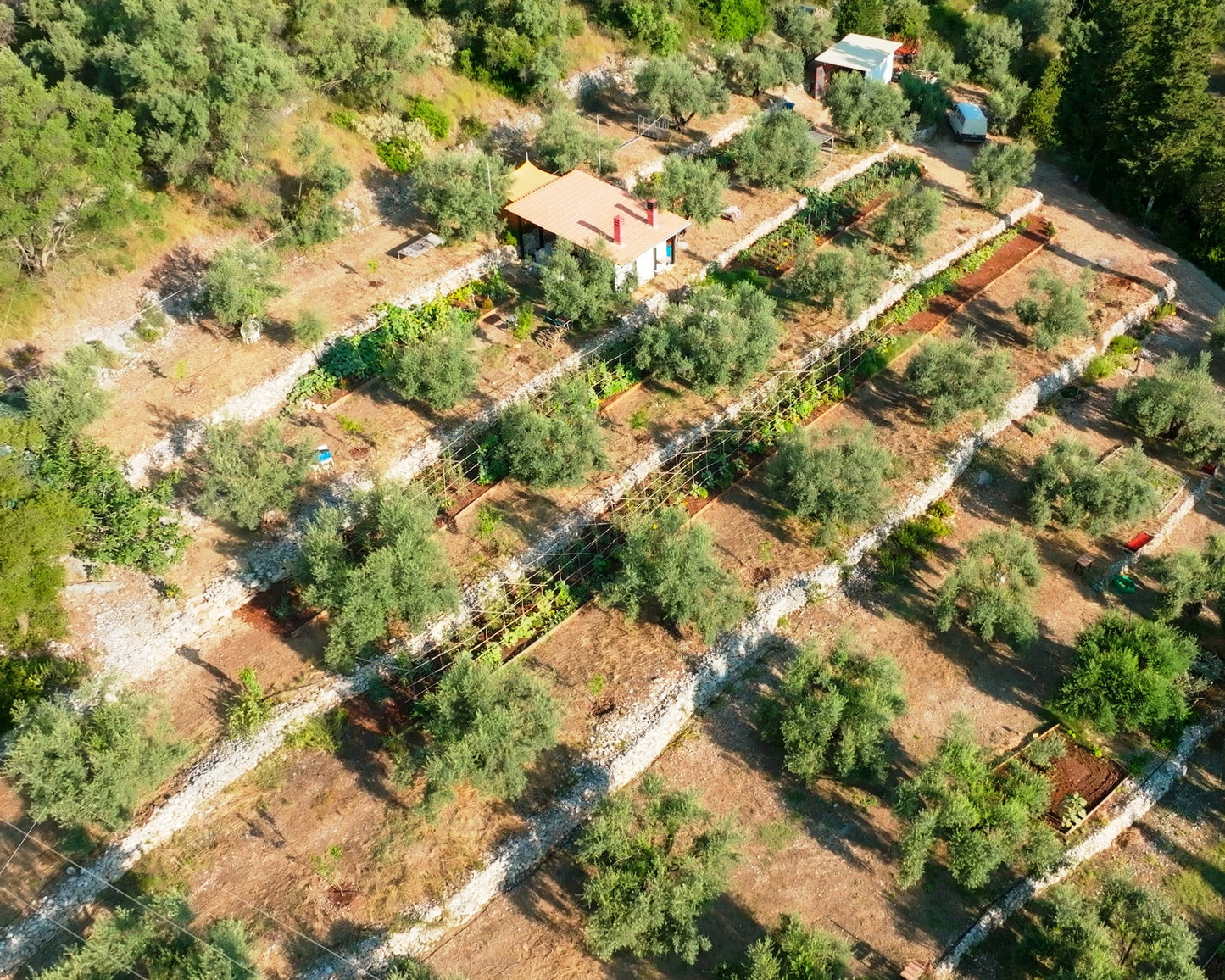 Olive Oil Experience – Lefkada Micro Farm