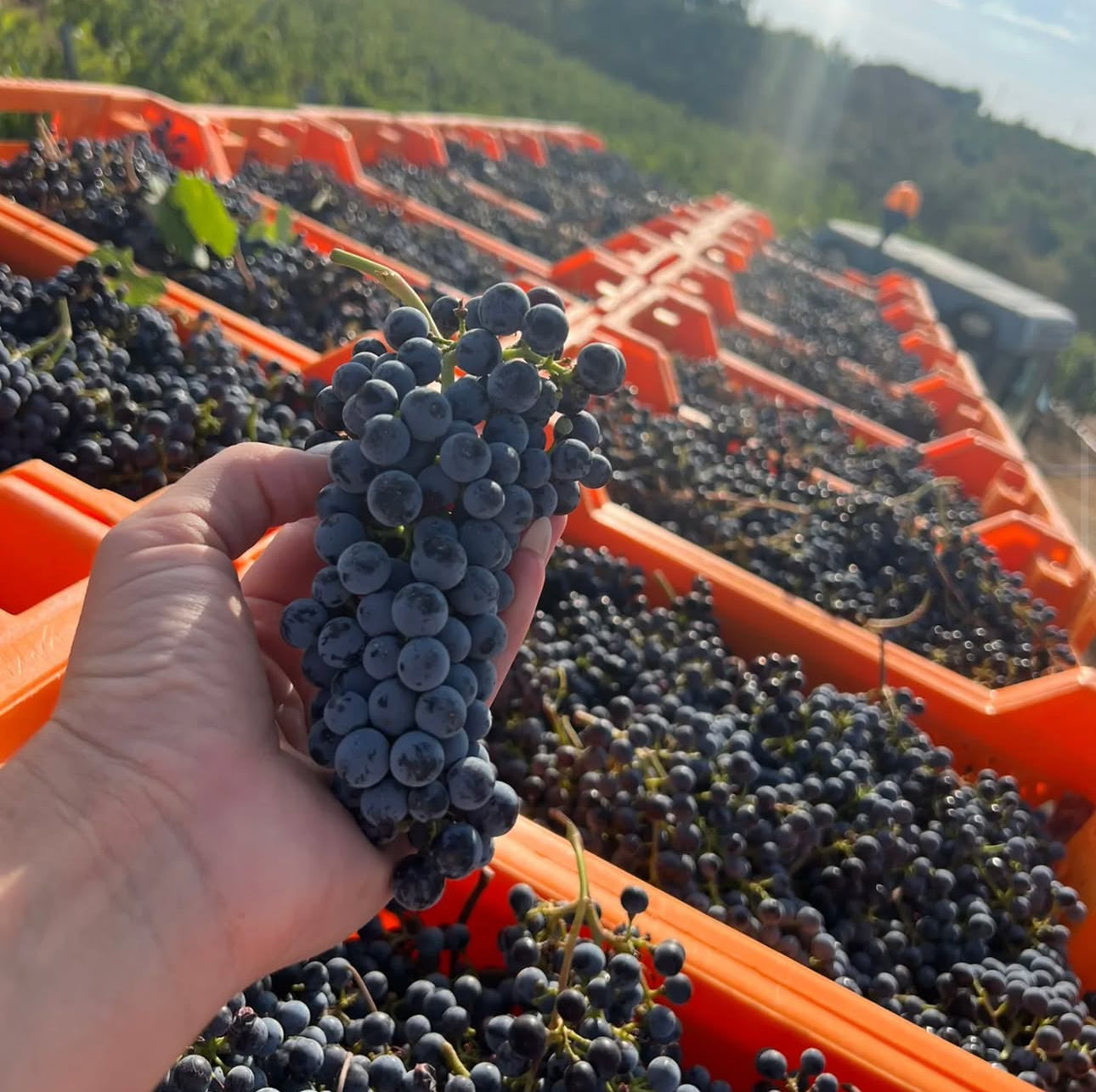 Wine Tasting & Vineyard Walk - Arcadia Vineyards