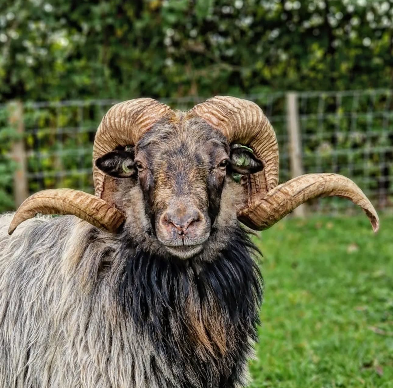 Felting Workshop: From Raw Wool to Felted Fleece