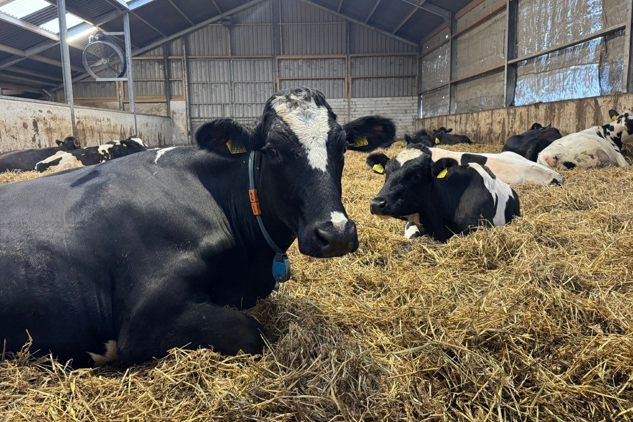 Organic Robotic Dairy Farm Tour - Nijstad Farm