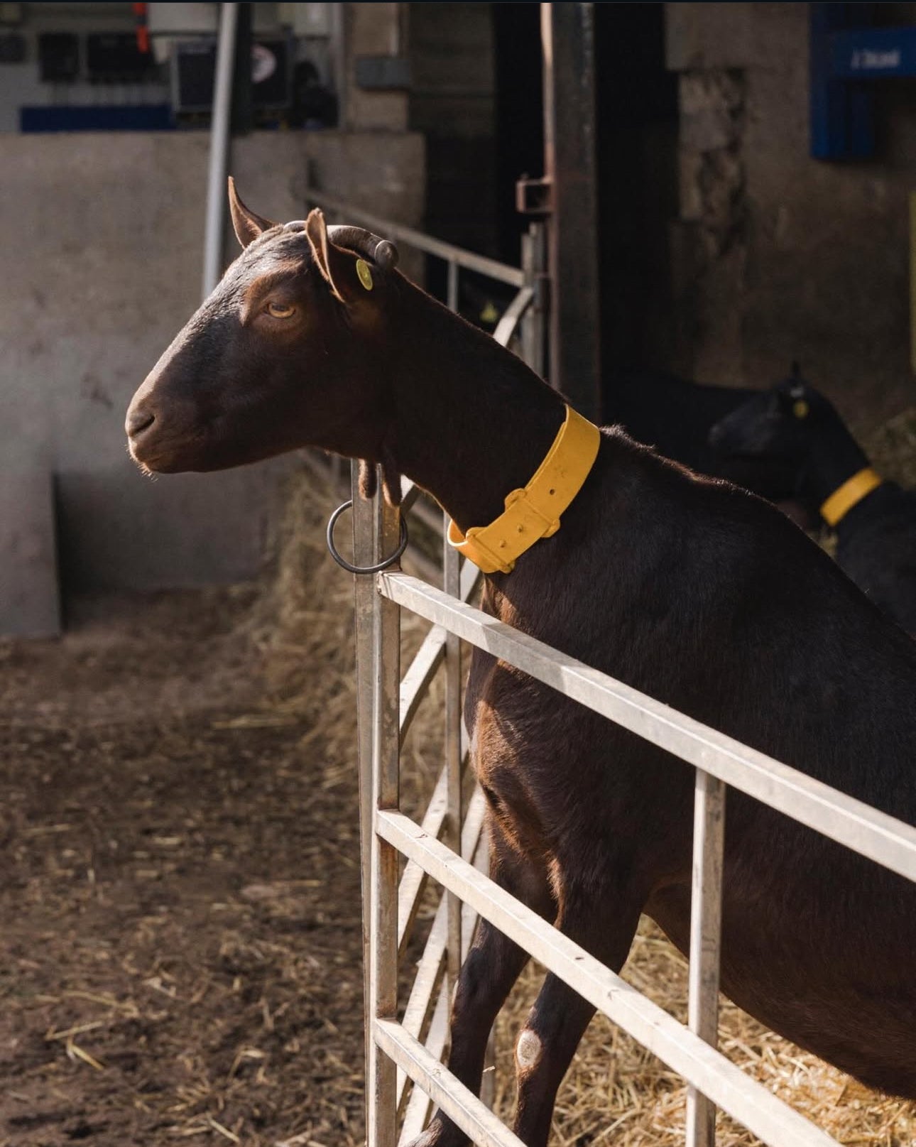 Guided Farm Visit & Cheese Tasting – Sa Cabreta