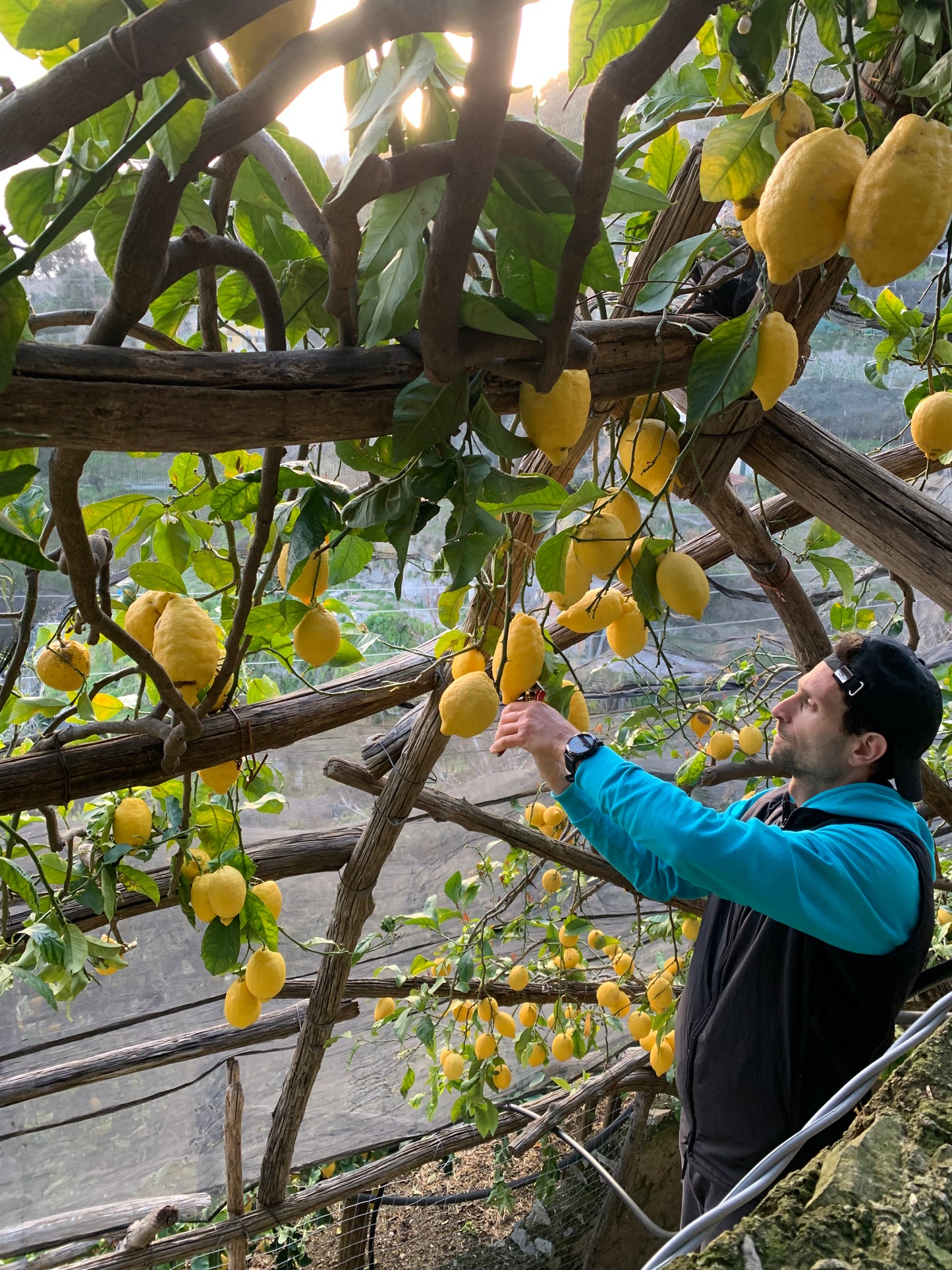 Lemon Tour on the PATH OF LEMONS with tasting - AGRICOLA RUOCCO'S
