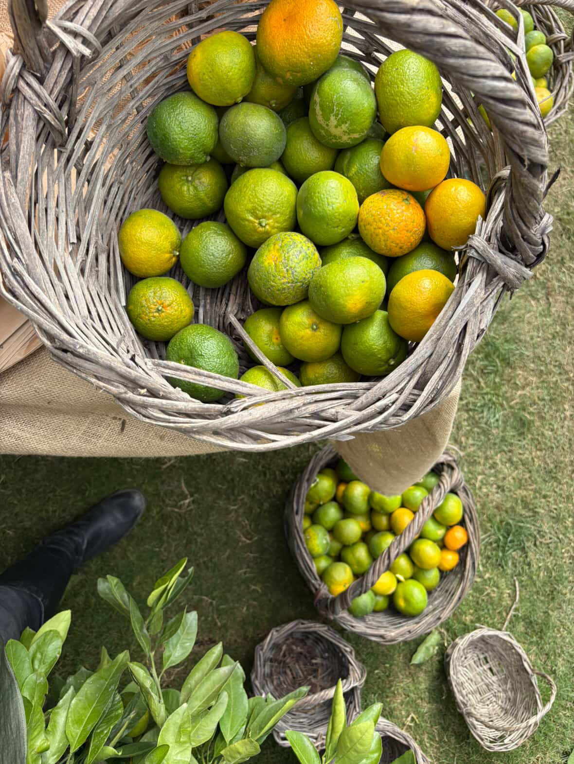 Mandarin Farm Tour - The7 farm