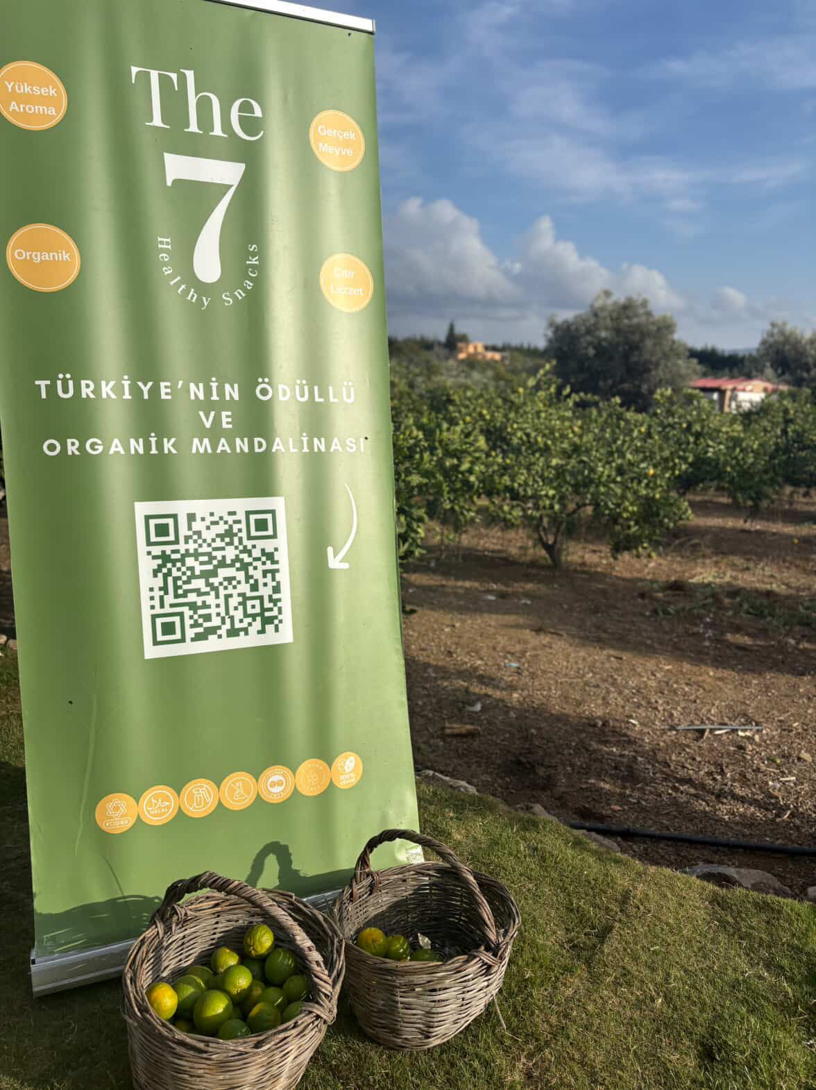 Mandarin Farm Tour - The7 farm