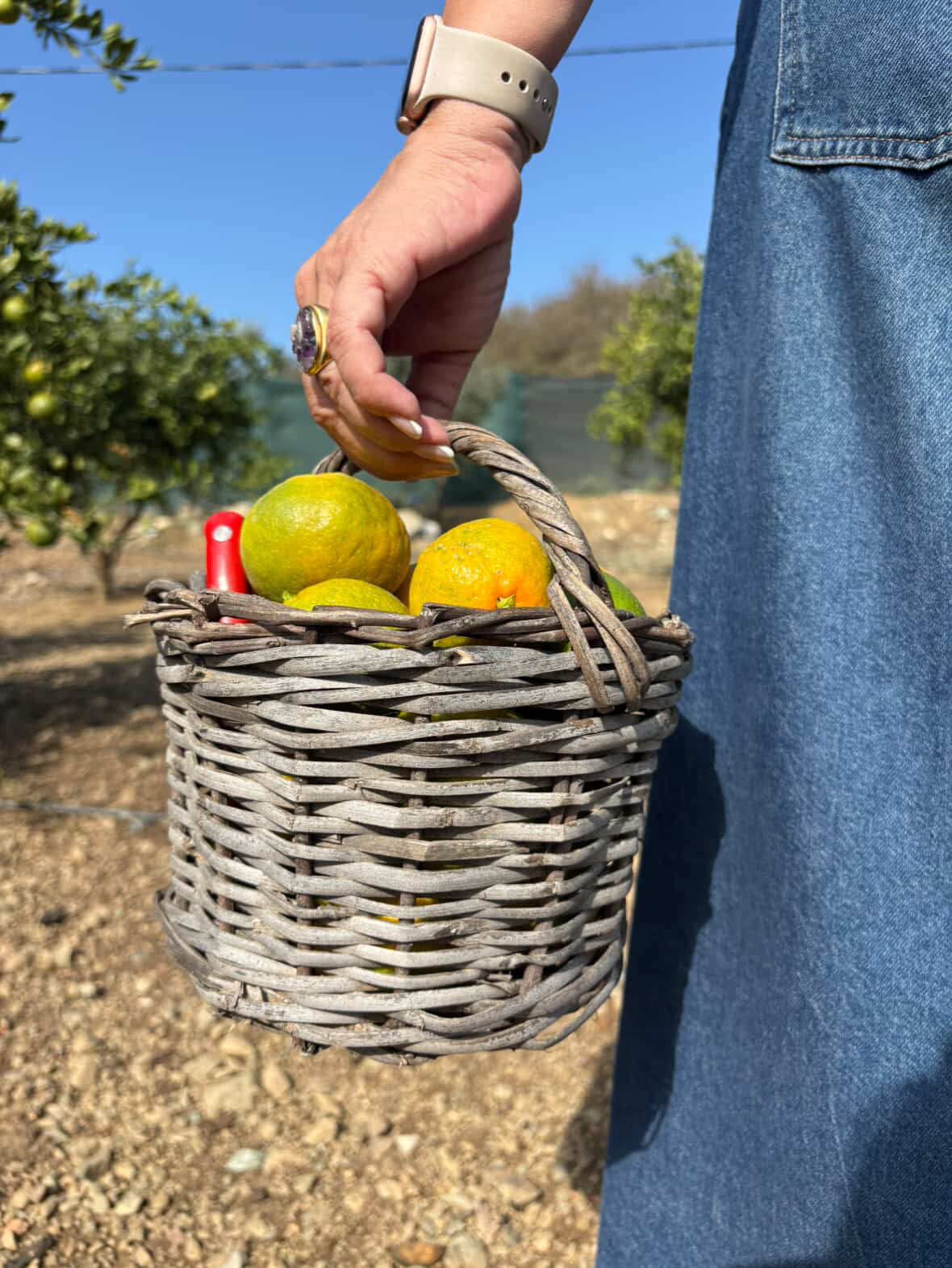 Mandarin Farm Tour - The7 farm