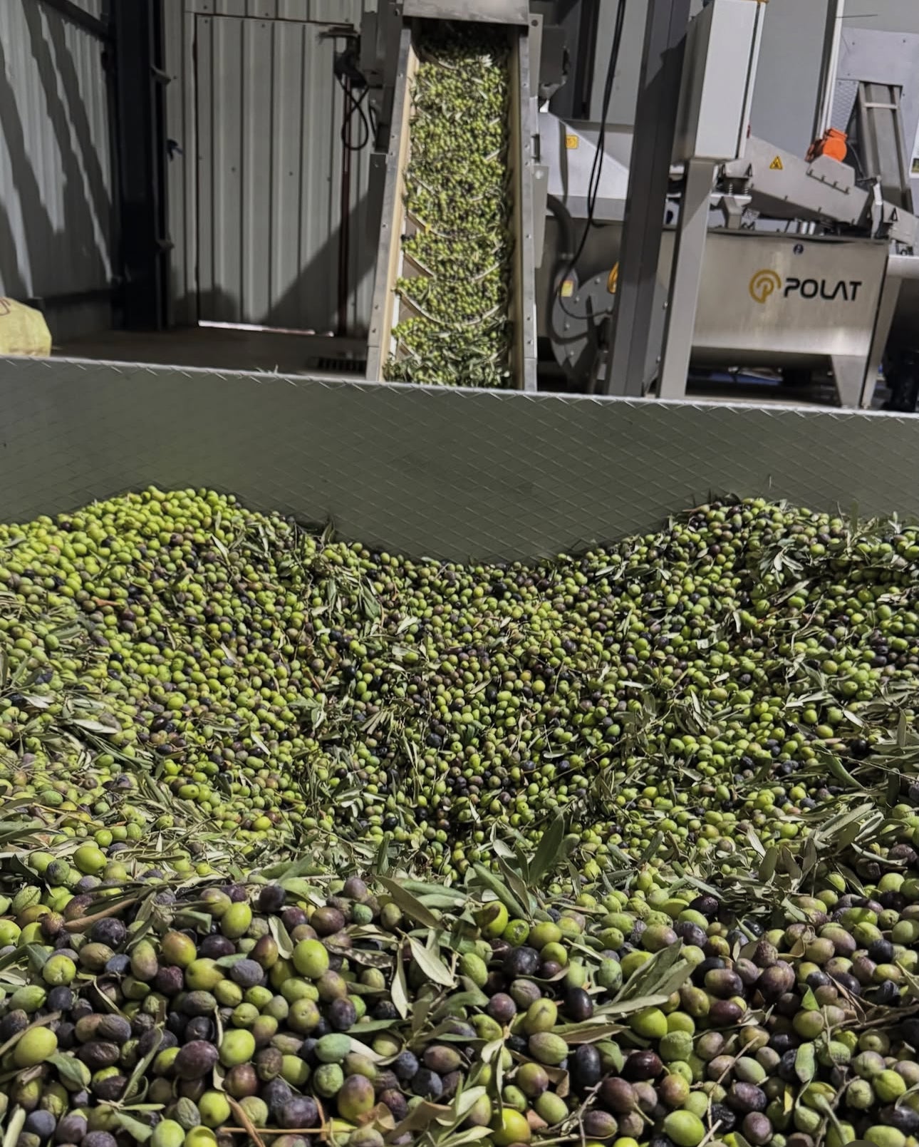 Olive Farm Tour - Ganias Natural Farm