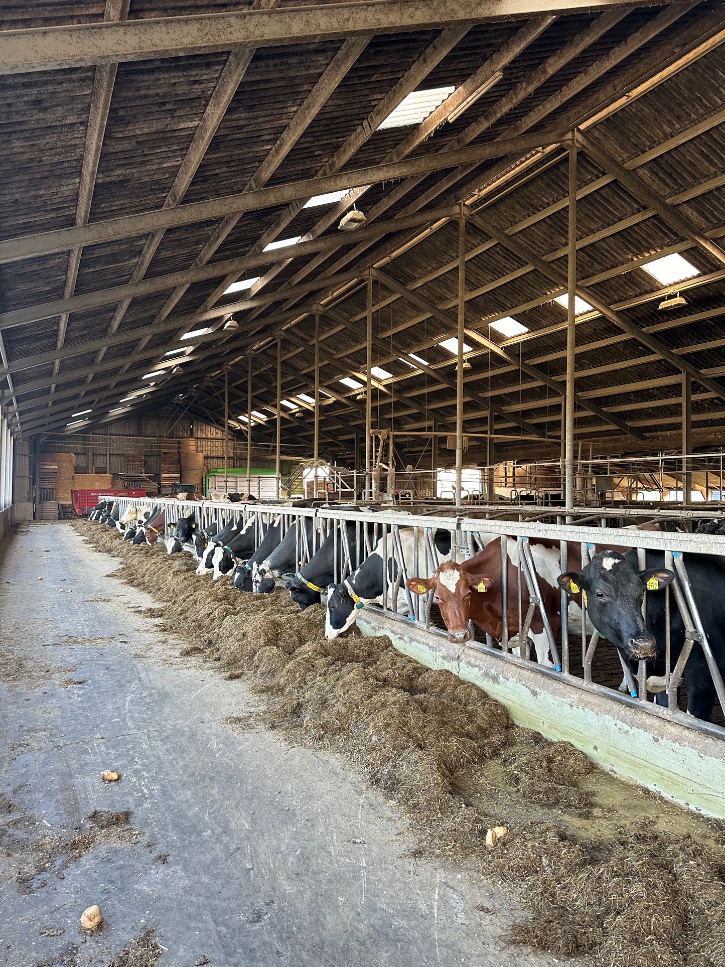 Cheese Farm Tour - Speksnijder farm