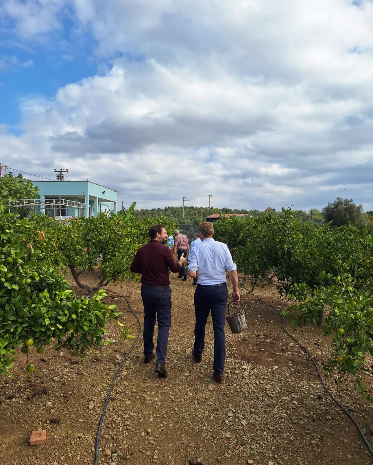Mandarin Farm Tour - The7 farm