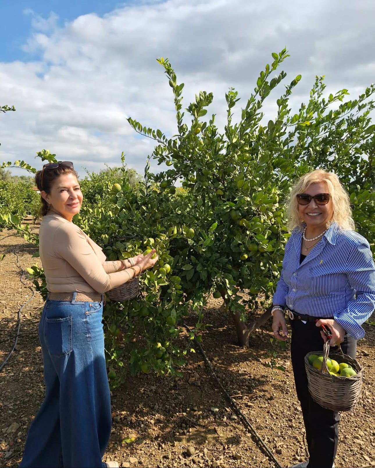 Mandarin Farm Tour - The7 farm