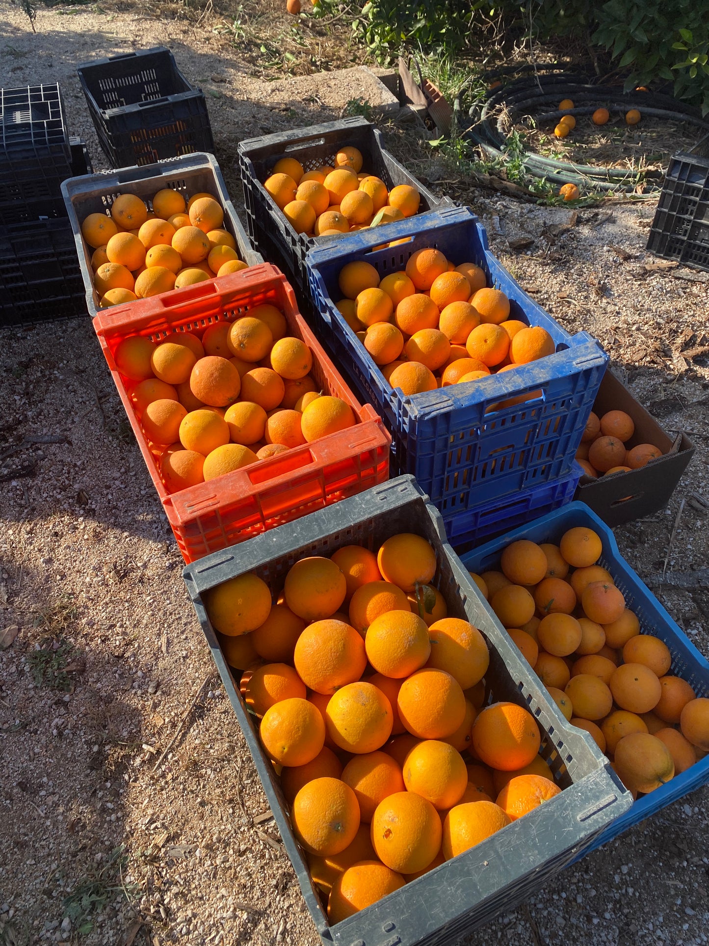 Regenerative Gardening & Permaculture Experience