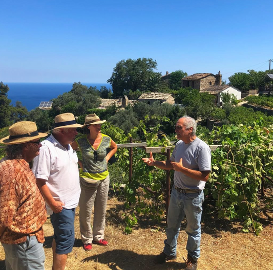 Wine tasting & Vineyard experience– Karimalis Estate