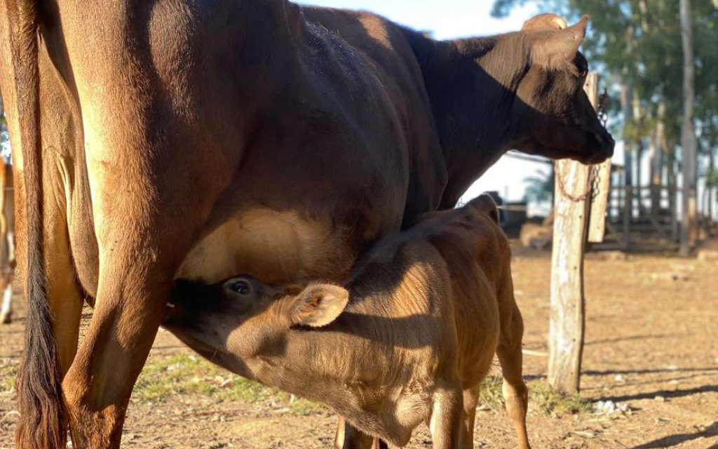 Artisan Cheese & Organic Farm Experience – La Vigna Láctea