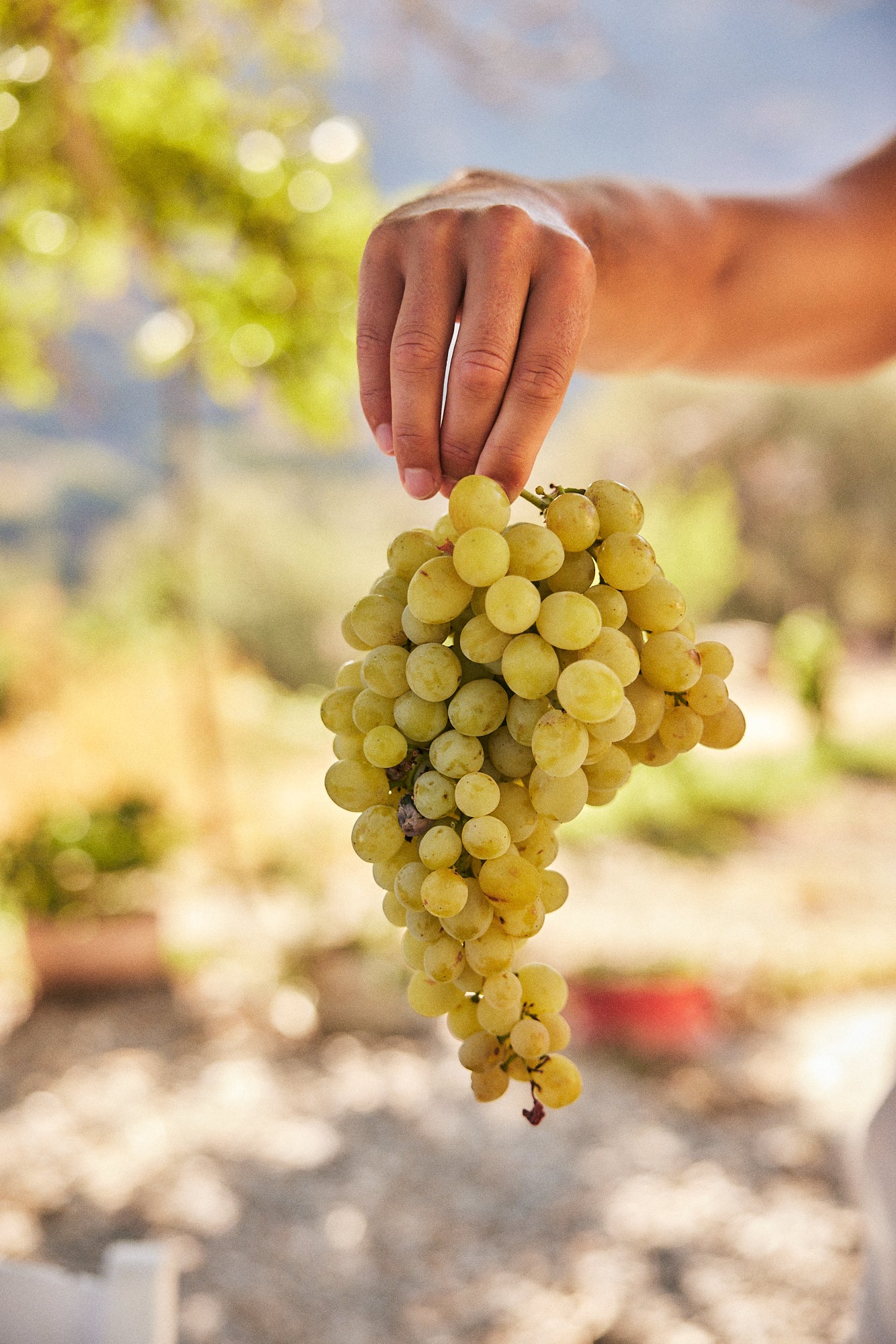 Farm Wellness & Bio Cooking Experience