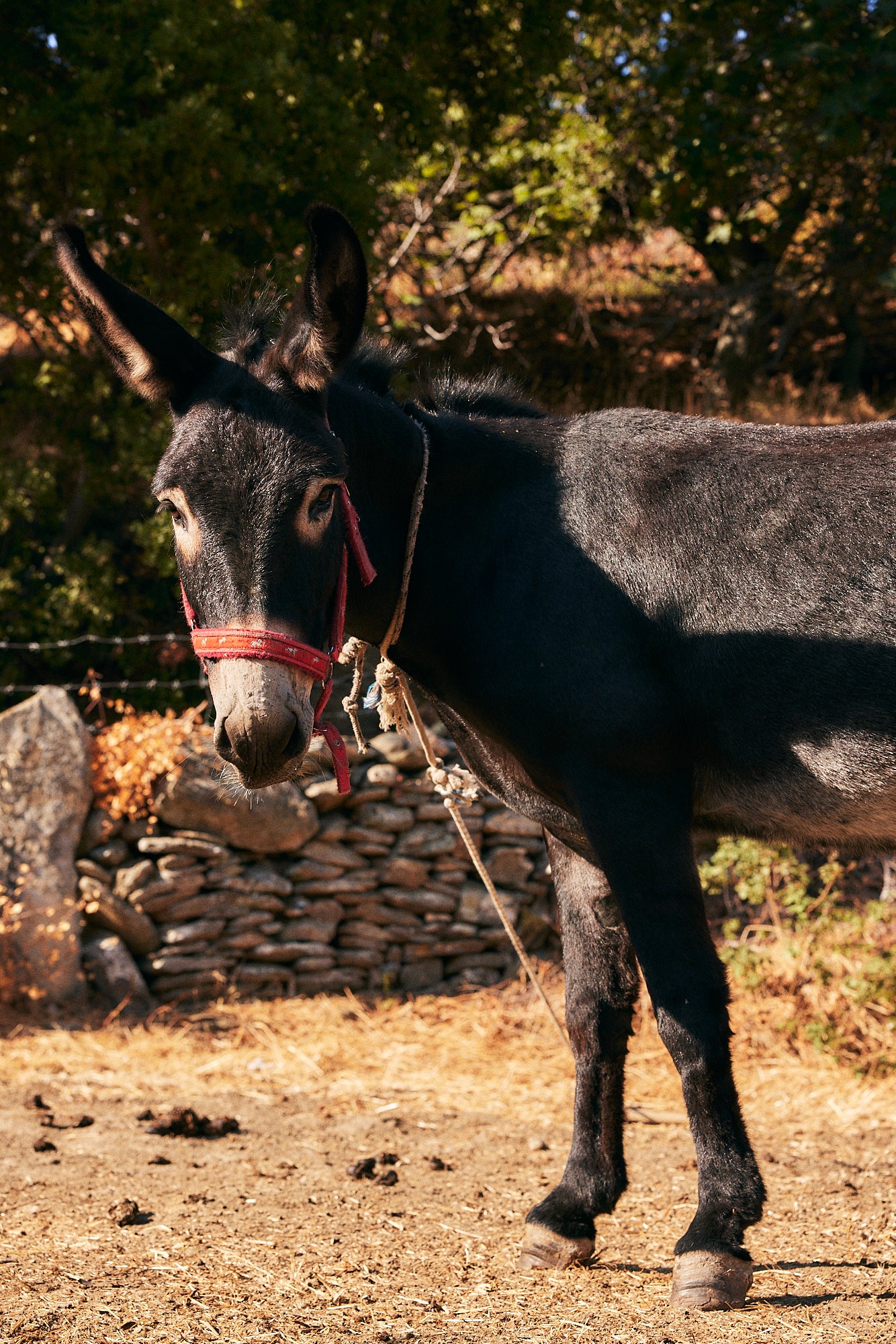 Farm Wellness & Bio Cooking Experience