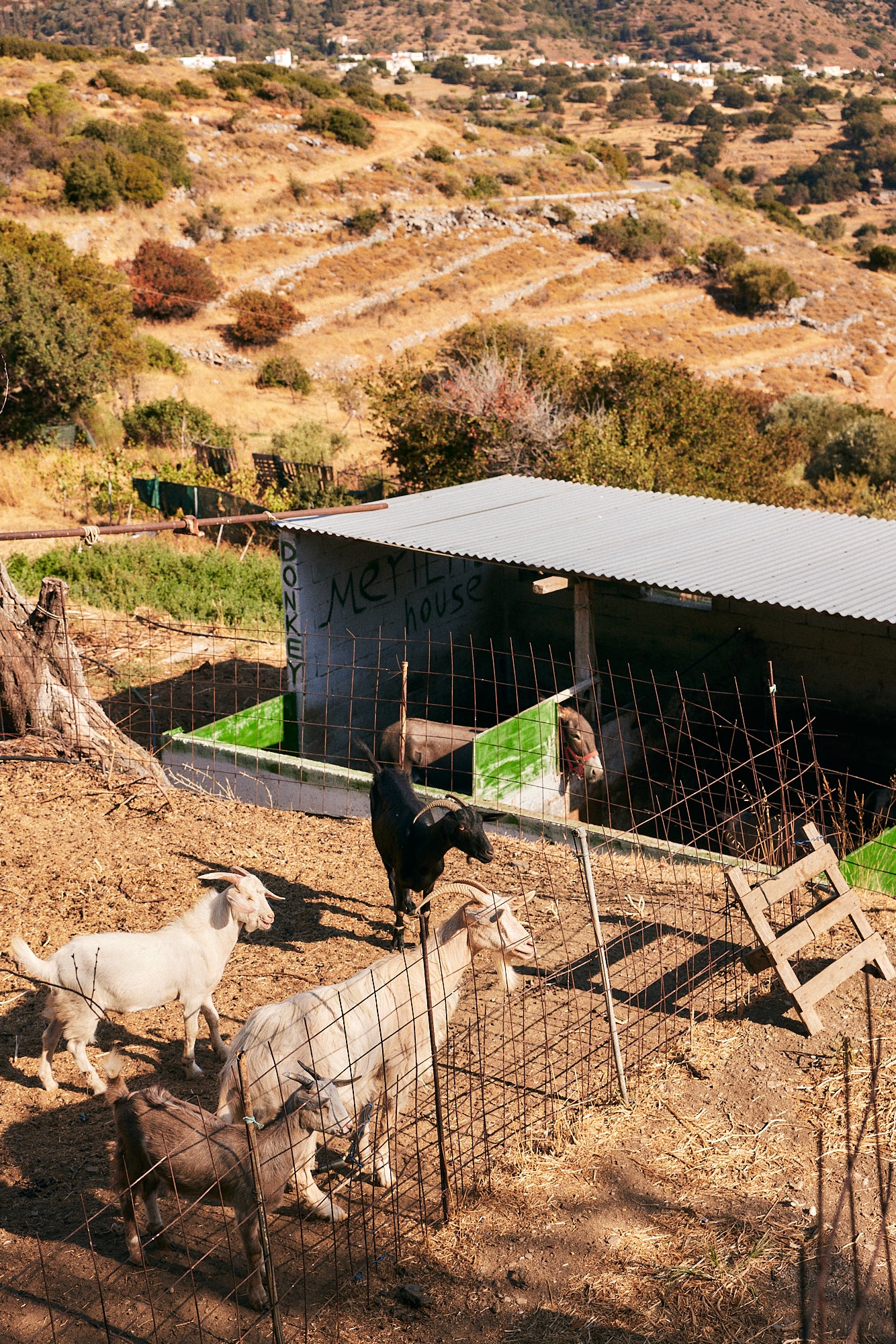 Farm Wellness & Bio Cooking Experience