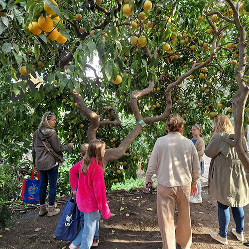 Authentic Sicilian Cooking Class - Pozzillo Lemon House & Farm