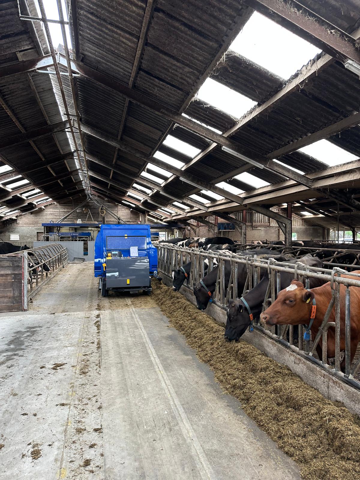 Organic Robotic Dairy Farm Tour - Nijstad Farm