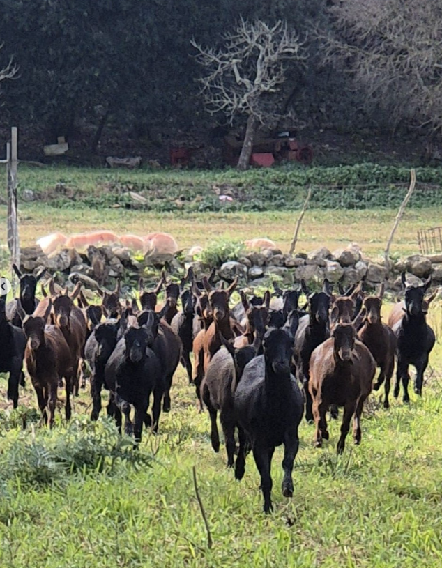 Guided Farm Visit & Cheese Tasting – Sa Cabreta