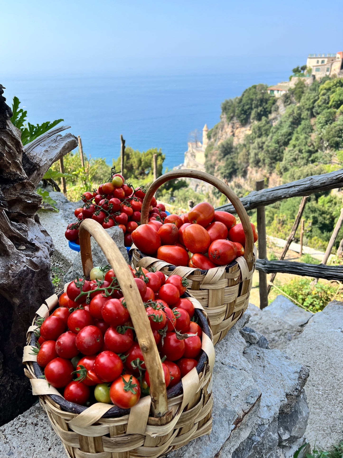 Garden Experience – Golden Dream Farm