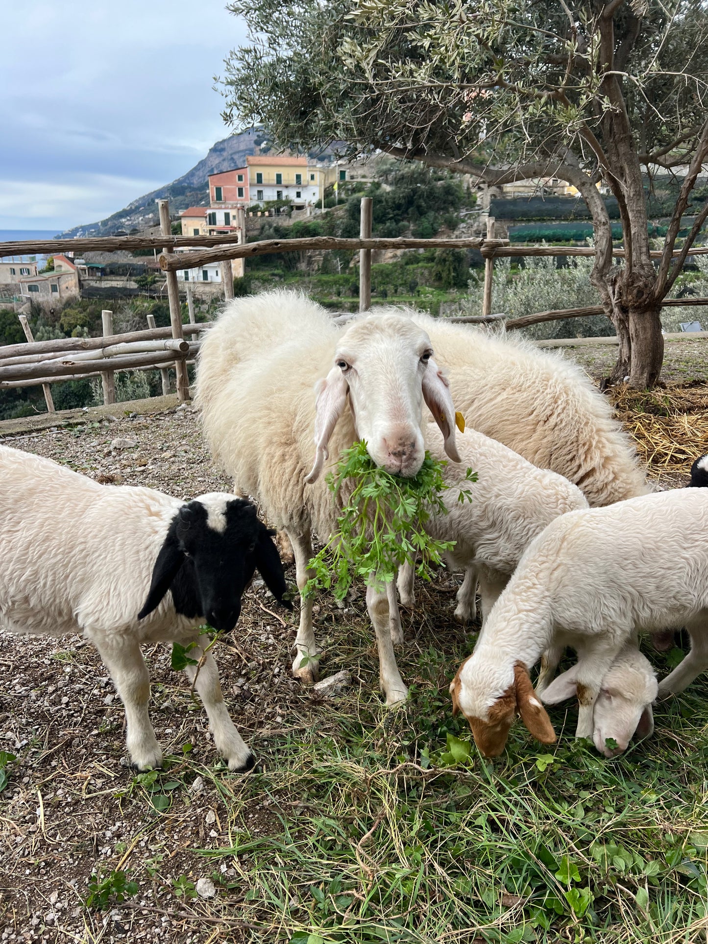 Garden Experience – Golden Dream Farm