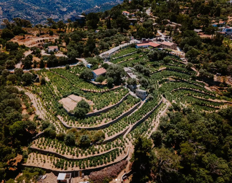 Wine tasting & Vineyard experience– Karimalis Estate