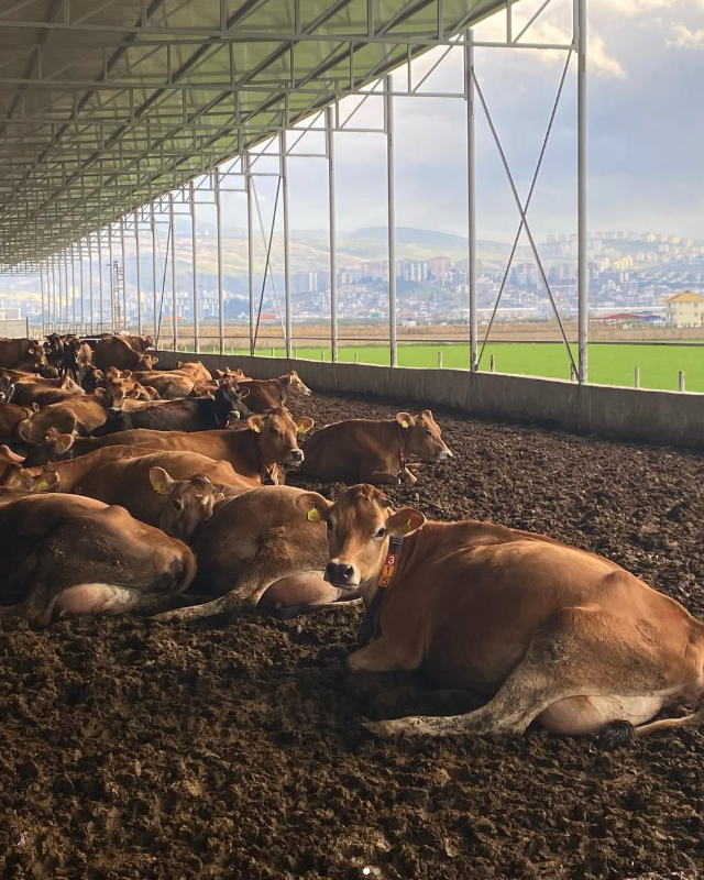 Robotic Dairy Farm Tour - Malkoç Farm