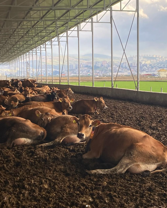 Robotic Dairy Farm Tour - Malkoç Farm