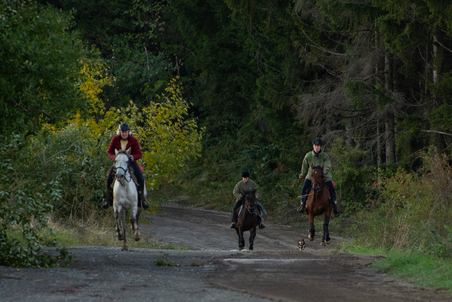Povlen Mountain Horseback Ride – Day Adventure